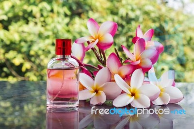 Beautiful Bunch Of White Pink And Yellow Flower Plumeria Or Fran… Stock Photo