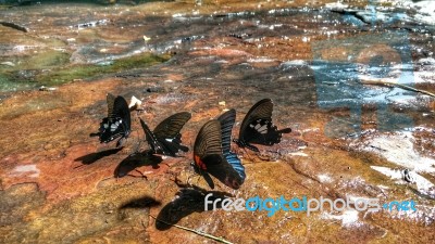 Beautiful Butterfly Crown In Thailand National Park Stock Photo