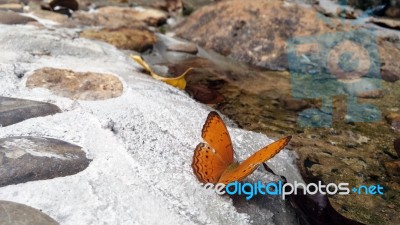 Beautiful Butterfly Crown In Thailand National Park Stock Photo