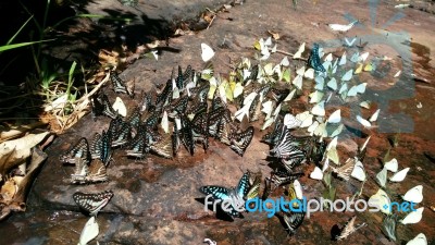 Beautiful Butterfly Crown In Thailand National Park Stock Photo