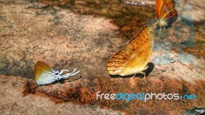 Beautiful Butterfly Crown In Thailand National Park Stock Photo