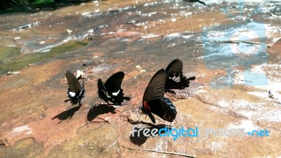 Beautiful Butterfly Crown In Thailand National Park Stock Photo