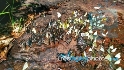 Beautiful Butterfly Crown In Thailand National Park Stock Photo