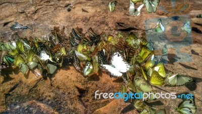 Beautiful Butterfly Crown In Thailand National Park Stock Photo