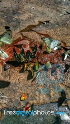 Beautiful Butterfly Crown In Thailand National Park Stock Photo