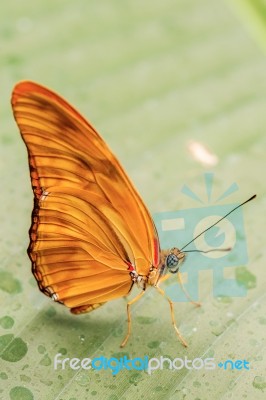 Beautiful Butterfly On The Leaf Stock Photo