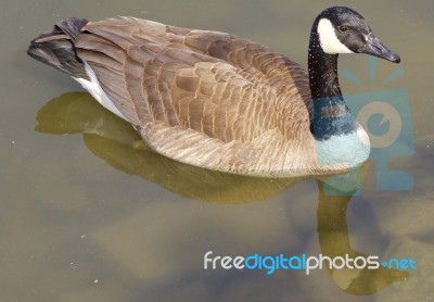 Beautiful Cackling Goose Stock Photo