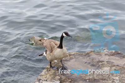 Beautiful Cackling Goose Is Going On The Rock Stock Photo