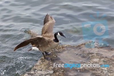 Beautiful Cackling Goose Is Jumping On The Rock From The Water Stock Photo