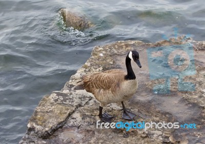 Beautiful Cackling Goose Is Staying On The Rock Near The Water Stock Photo