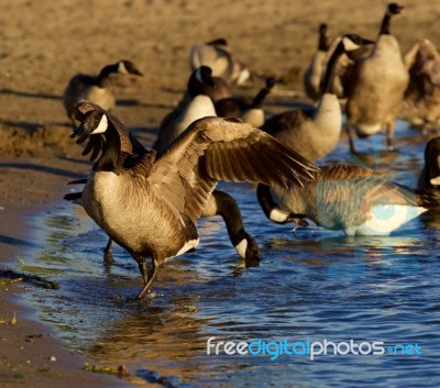 Beautiful Canada Geese On The Beach Stock Photo