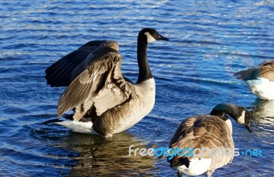 Beautiful Canada Geese On The Sunny Evening Stock Photo