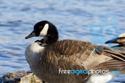 Beautiful Canada Goose Stock Photo