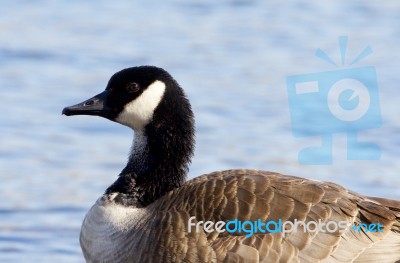 Beautiful Canada Goose Close-up Stock Photo