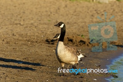 Beautiful Canada Goose On The Beach Stock Photo