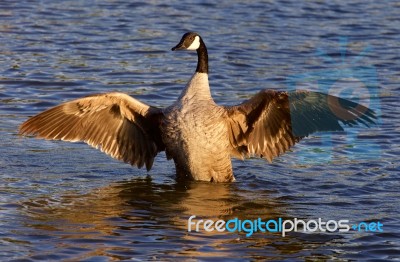 Beautiful Canada Goose On The Sunny Evening Stock Photo