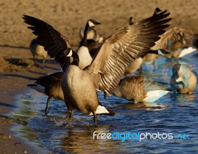 Beautiful Canada Goose Shows His Strong Wings Stock Photo