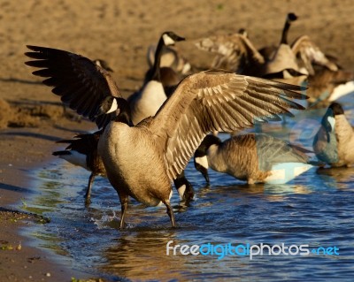 Beautiful Canada Goose Spreads His Strong Wings On The Beach Stock Photo