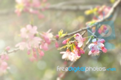 Beautiful Cherry Flowers, Chiang Mai Province, Thailand Stock Photo