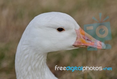 Beautiful Close Image With A Strong Snow Goose On The Grass Field Stock Photo