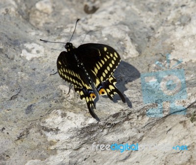 Beautiful Close Picture Of A Butterfly On The Rock Stock Photo