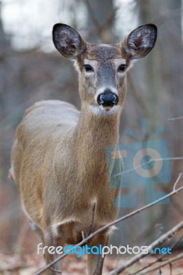 Beautiful Close-up Of A Deer Stock Photo