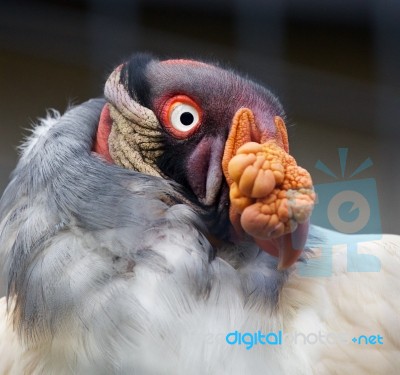 Beautiful Close-up Of A Funny King Vulture Stock Photo