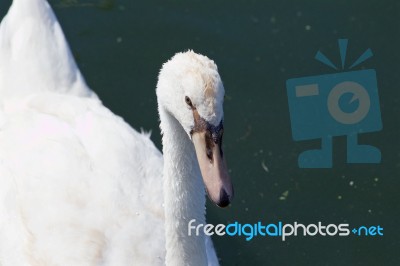 Beautiful Close-up Of A Mute Swan Stock Photo