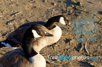 Beautiful Close-up Of A Pair Of Canada Geese Stock Photo