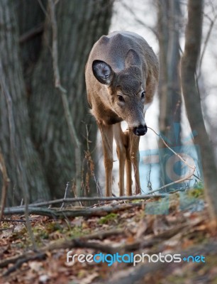 Beautiful Close-up Of A Young Deer In The Forest Stock Photo