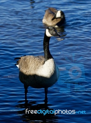 Beautiful Close-up Of The Canada Goose Stock Photo