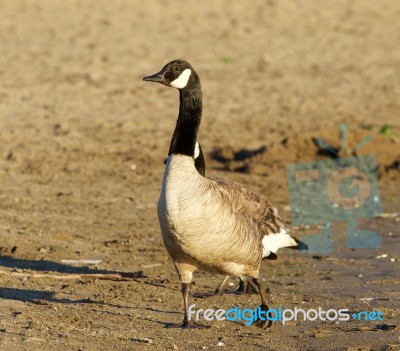 Beautiful Close-up Of The Canada Goose On The Beach Stock Photo