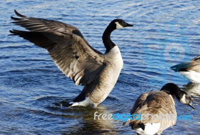 Beautiful Close-up Of The Canada Goose With The Wings Stock Photo