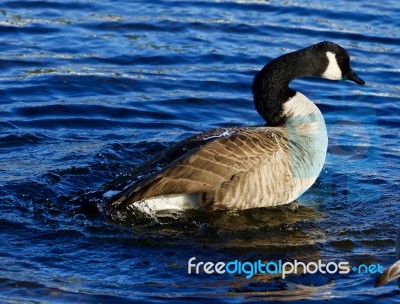 Beautiful Close-up Of The Expressive Goose Swimming Stock Photo