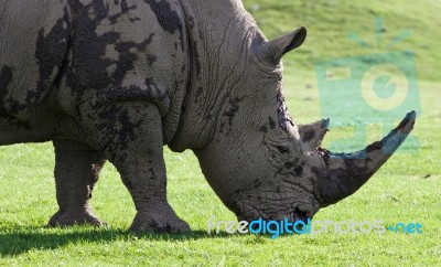 Beautiful Close-up Of The Strong White Rhinoceros Stock Photo