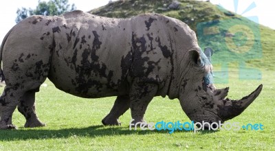 Beautiful Close-up Of The White Rhinoceros Stock Photo