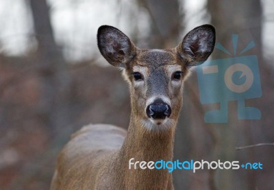 Beautiful Closeup Of A Young Deer Stock Photo