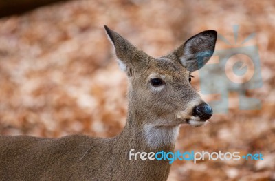 Beautiful Closeup Of The Cute Deer In The Forest Stock Photo