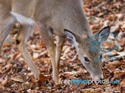 Beautiful Closeup Of The Cute Deer In The Forest Stock Photo