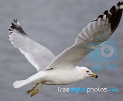 Beautiful Closeup With The Gull In Flight Stock Photo