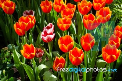 Beautiful Colorful Tulips Stock Photo