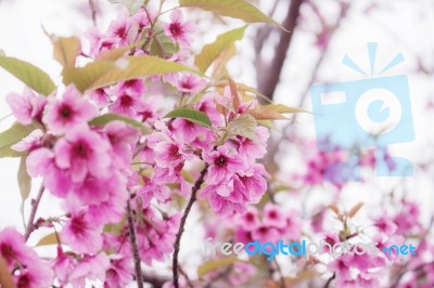 Beautiful Colors Of Sakura Stock Photo