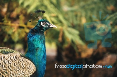 Beautiful Colourful Peacock Outdoors In The Daytime Stock Photo