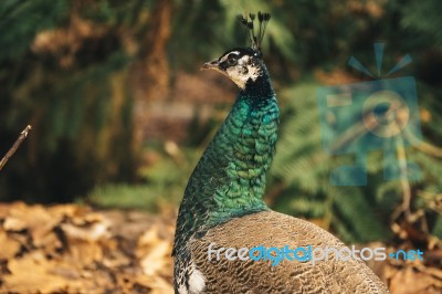 Beautiful Colourful Peacock Outdoors In The Daytime Stock Photo