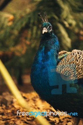 Beautiful Colourful Peacock Outdoors In The Daytime Stock Photo