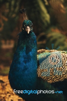 Beautiful Colourful Peacock Outdoors In The Daytime Stock Photo