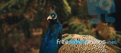 Beautiful Colourful Peacock Outdoors In The Daytime Stock Photo