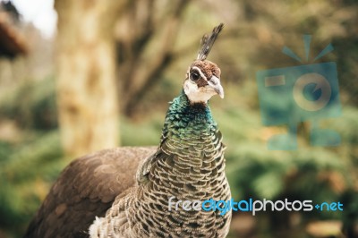 Beautiful Colourful Peacock Outdoors In The Daytime Stock Photo