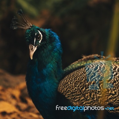 Beautiful Colourful Peacock Outdoors In The Daytime Stock Photo