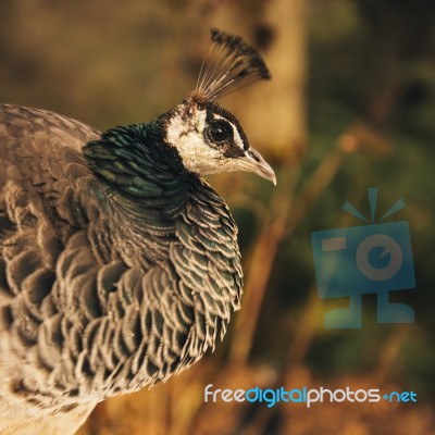 Beautiful Colourful Peacock Outdoors In The Daytime Stock Photo